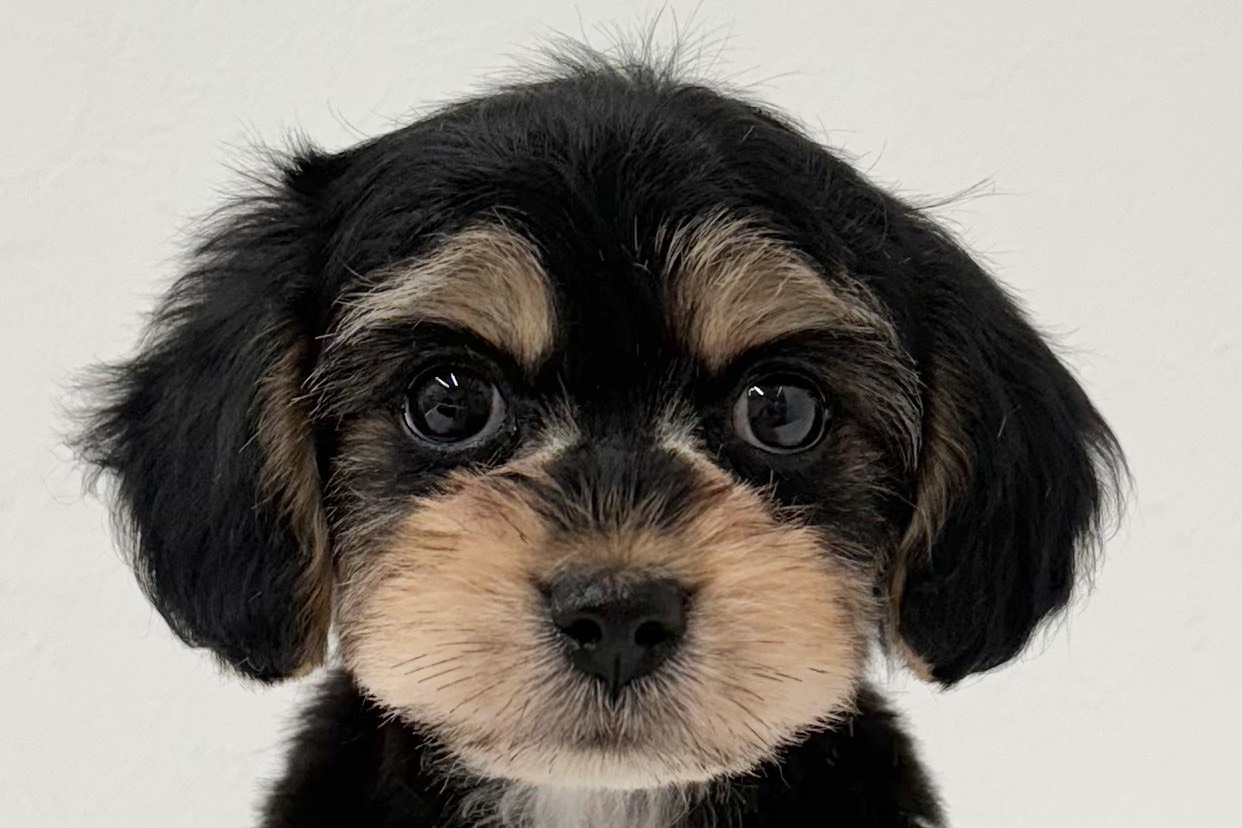 愛知県のハーフ犬・ミックス犬 (ファミリーペット 鳴海店/2025年11月2日生まれ/女の子/-)の子猫の1枚目の画像