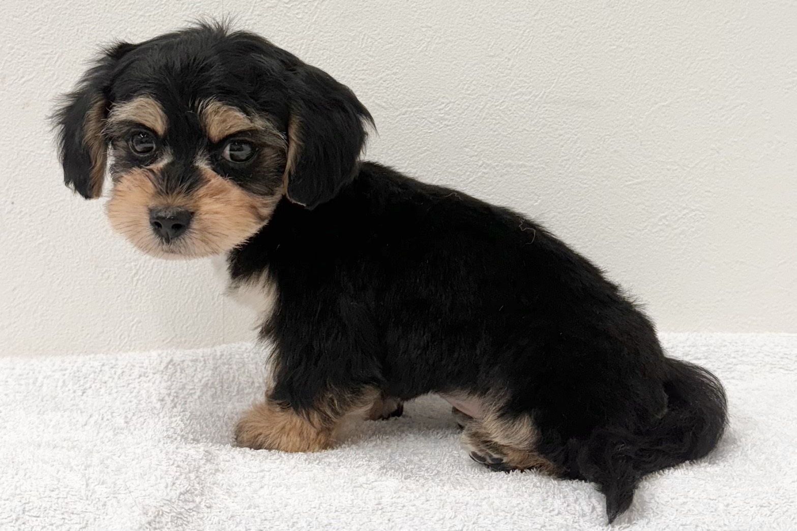 愛知県のハーフ犬・ミックス犬 (ファミリーペット 鳴海店/2025年11月2日生まれ/女の子/-)の子猫の3枚目の画像