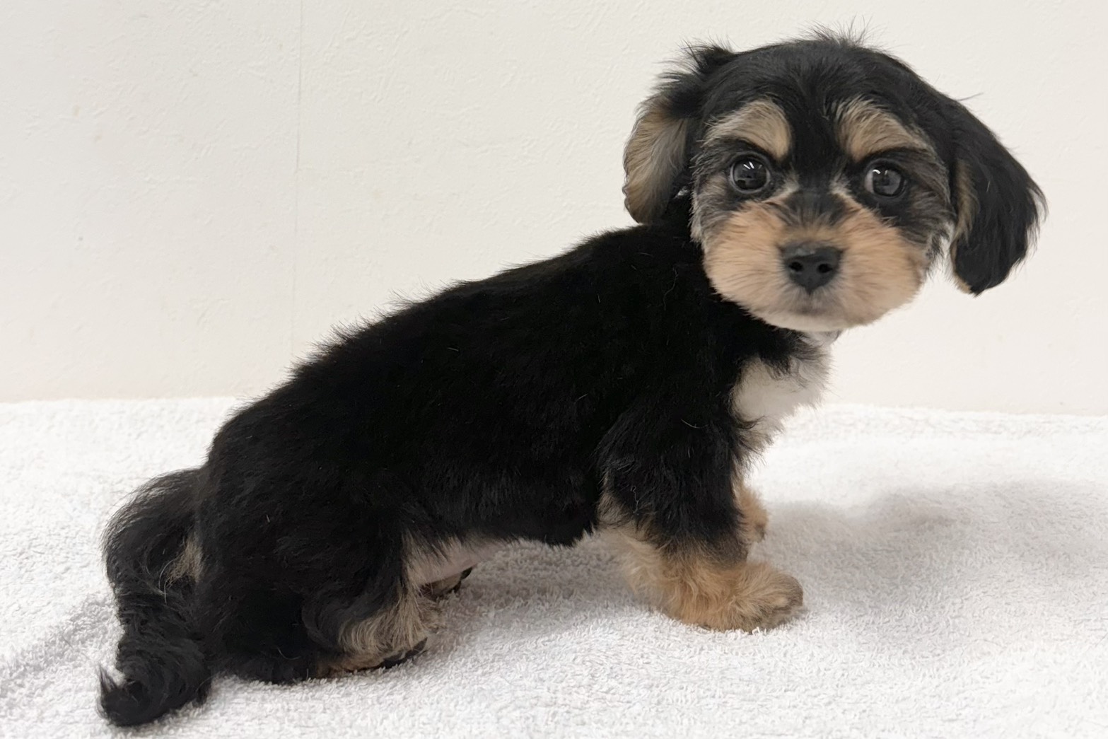 愛知県のハーフ犬・ミックス犬 (ファミリーペット 鳴海店/2025年11月2日生まれ/女の子/-)の子猫の4枚目の画像