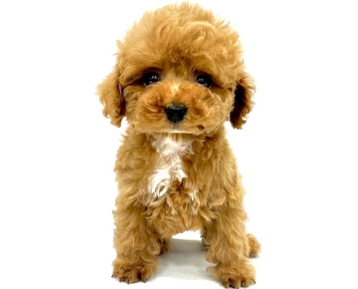 愛知県のトイプードル(トイ) (リソラ大府店/2025年11月3日生まれ/男の子/オレンジフォーン)の子猫の2枚目の画像