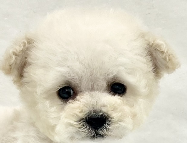 三重県のトイプードル(トイ) (アミーゴ四日市日永店/2025年11月12日生まれ/男の子/ホワイト)の子猫の1枚目の画像