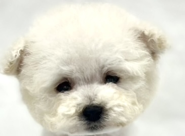 愛知県のトイプードル(トイ) (リソラ大府店/2025年11月12日生まれ/男の子/ホワイト)の子猫の1枚目の画像