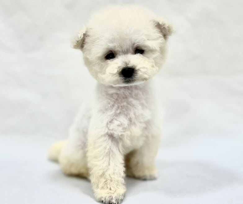 愛知県のトイプードル(トイ) (リソラ大府店/2025年11月12日生まれ/男の子/ホワイト)の子猫の2枚目の画像