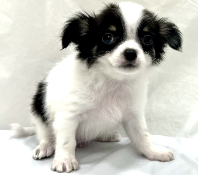 愛知県のチワワ(ロング) (リソラ大府店/2025年11月6日生まれ/男の子/ホワイトブラックタン)の子猫の3枚目の画像