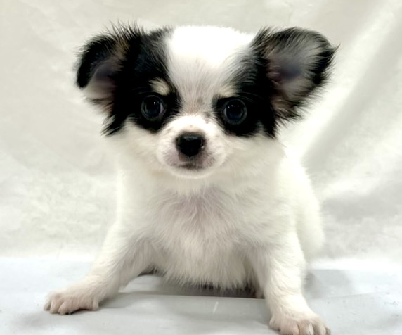 愛知県のチワワ(ロング) (リソラ大府店/2025年11月6日生まれ/男の子/ホワイトブラックタン)の子猫の2枚目の画像