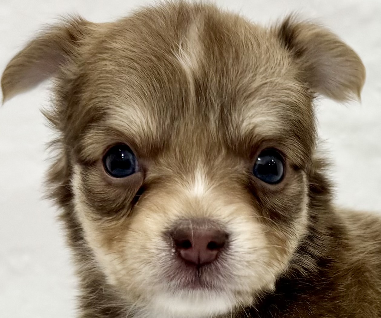 三重県のチワワ(ロング) (アミーゴ四日市日永店/2025年11月12日生まれ/女の子/レッドホワイト)の子猫の1枚目の画像