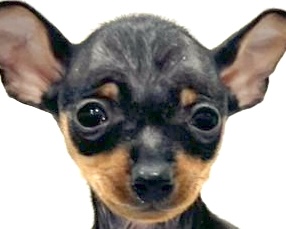 愛知県のミニチュアピンシャー (リソラ大府店/2025年11月12日生まれ/男の子/ブラックタン)の子猫の1枚目の画像