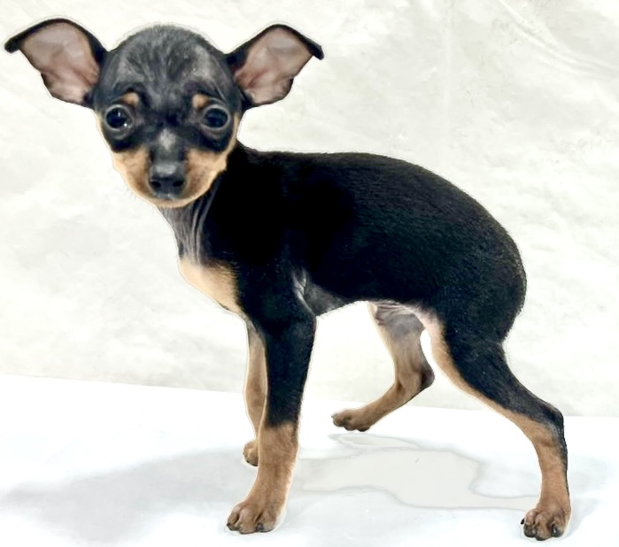 愛知県のミニチュアピンシャー (リソラ大府店/2025年11月12日生まれ/男の子/ブラックタン)の子猫の2枚目の画像