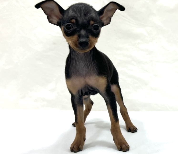 愛知県のミニチュアピンシャー (リソラ大府店/2025年11月12日生まれ/男の子/ブラックタン)の子猫の3枚目の画像