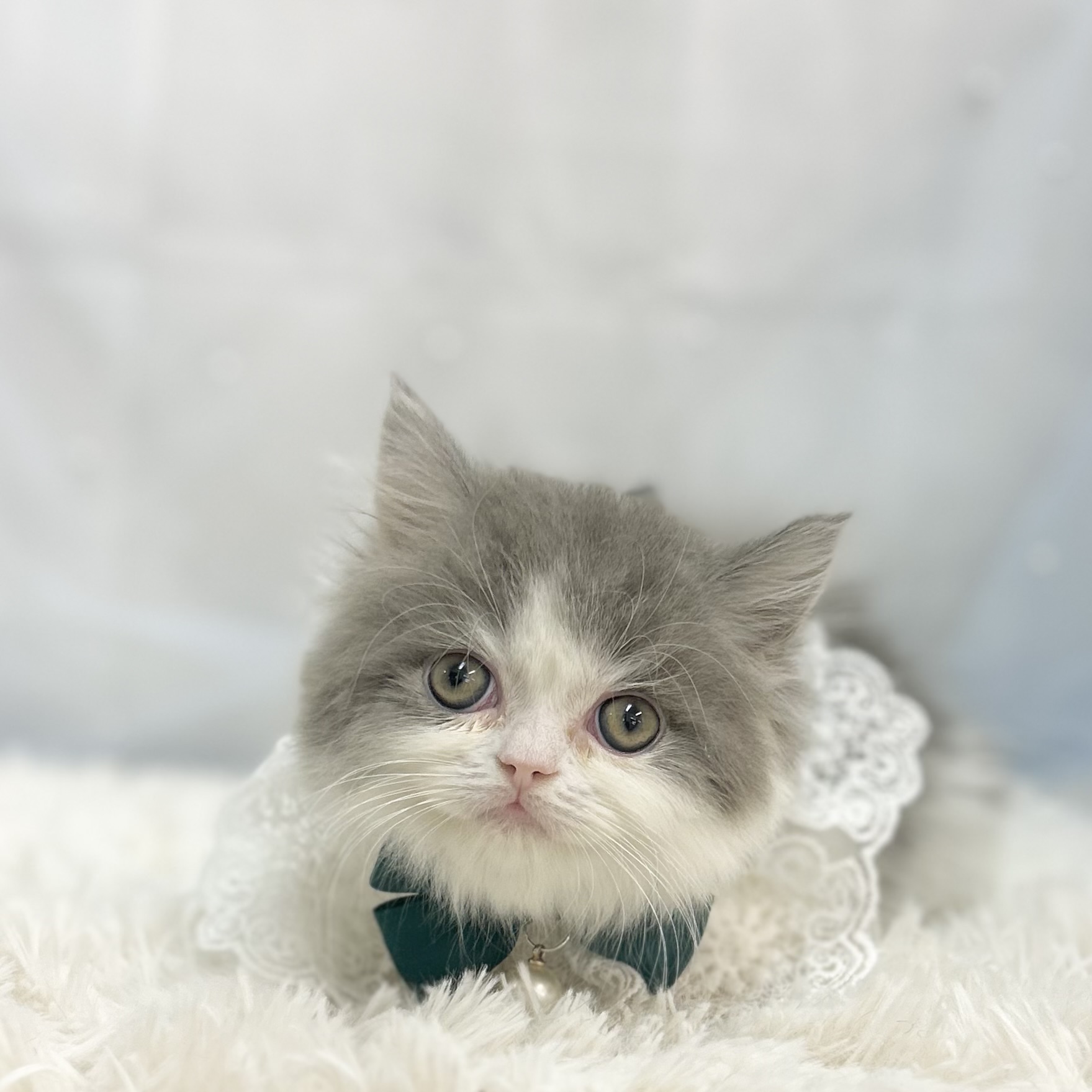 愛知県のミヌエット (ファミリーペット豊明店/2025年11月8日生まれ/男の子/ブルータビーホワイト)の子猫の2枚目の画像