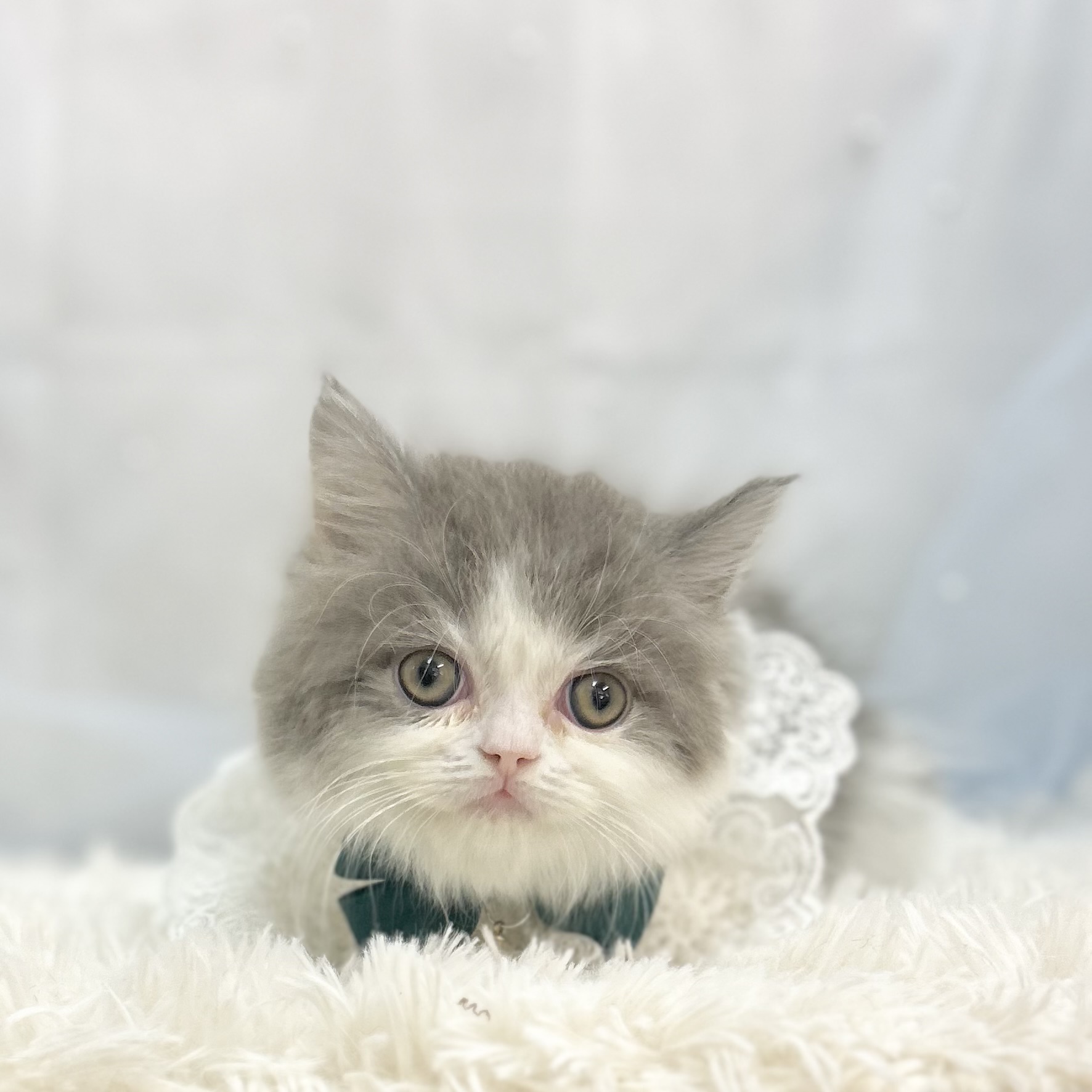 愛知県のミヌエット (ファミリーペット豊明店/2025年11月8日生まれ/男の子/ブルータビーホワイト)の子猫の3枚目の画像