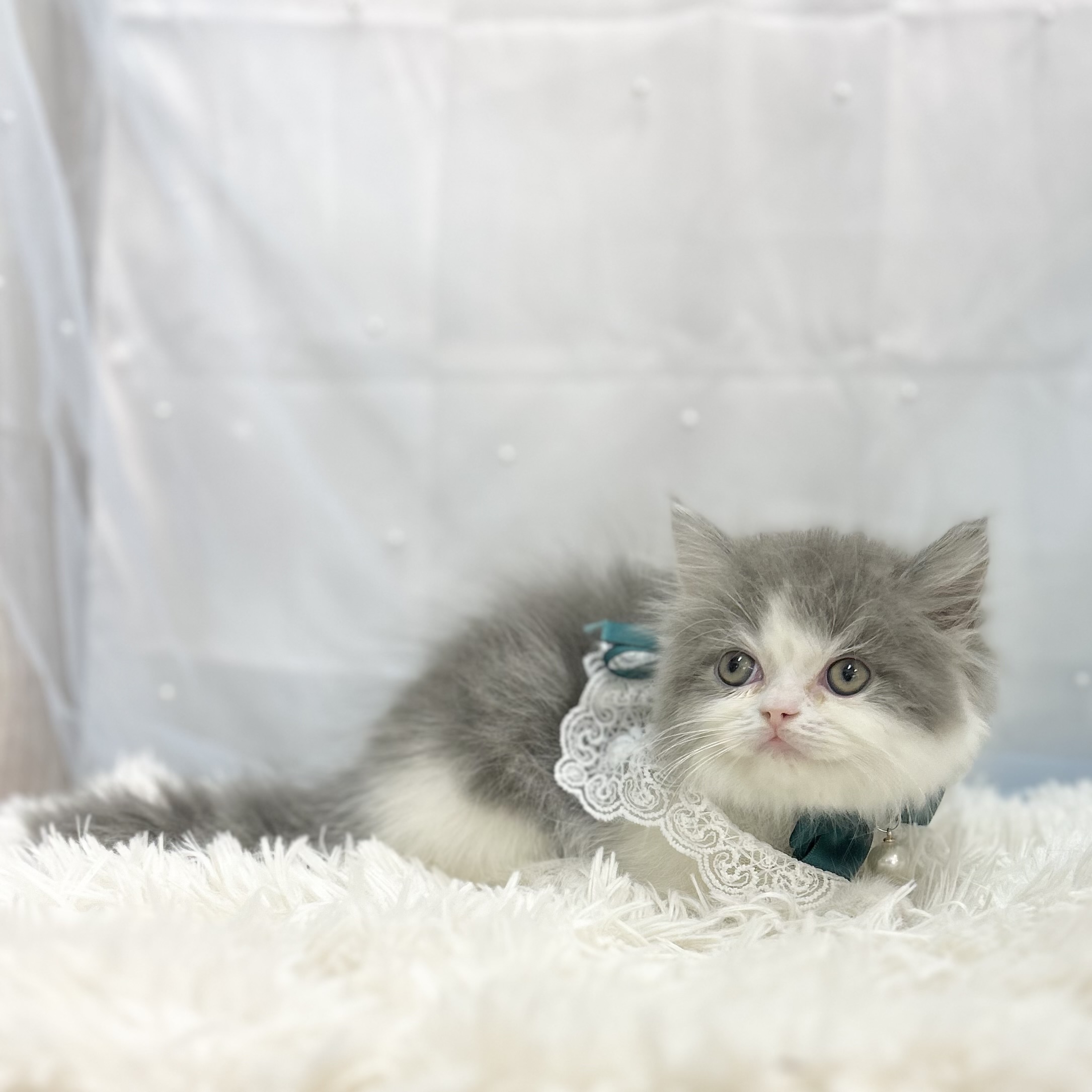 愛知県のミヌエット (ファミリーペット豊明店/2025年11月8日生まれ/男の子/ブルータビーホワイト)の子猫の4枚目の画像