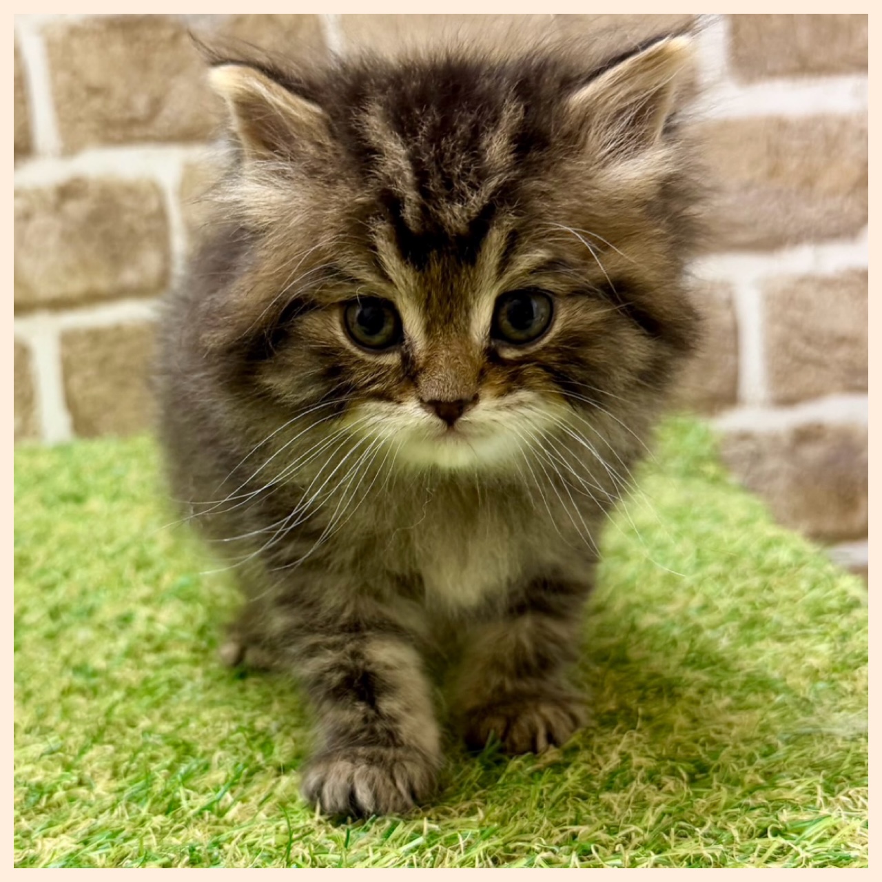 大阪府のミヌエット (with 高槻店/2025年11月25日生まれ/男の子/ブラウンタビー)の子猫の2枚目の画像