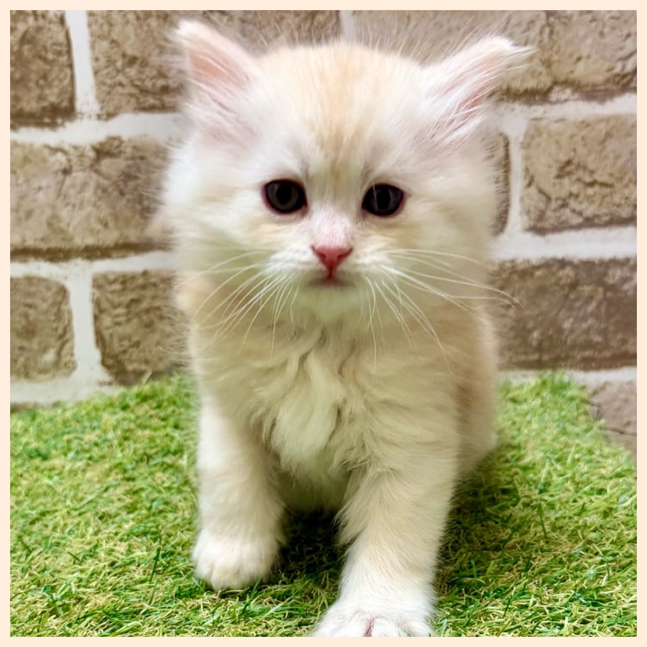 大阪府のラガマフィン (with 高槻店/2025年11月25日生まれ/男の子/クリームタビー)の子猫の2枚目の画像