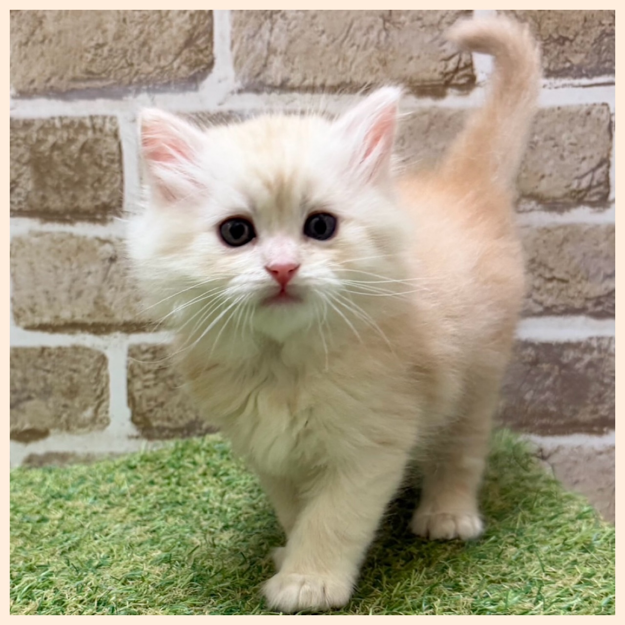 大阪府のラガマフィン (with 高槻店/2025年11月25日生まれ/男の子/クリームタビー)の子猫の3枚目の画像