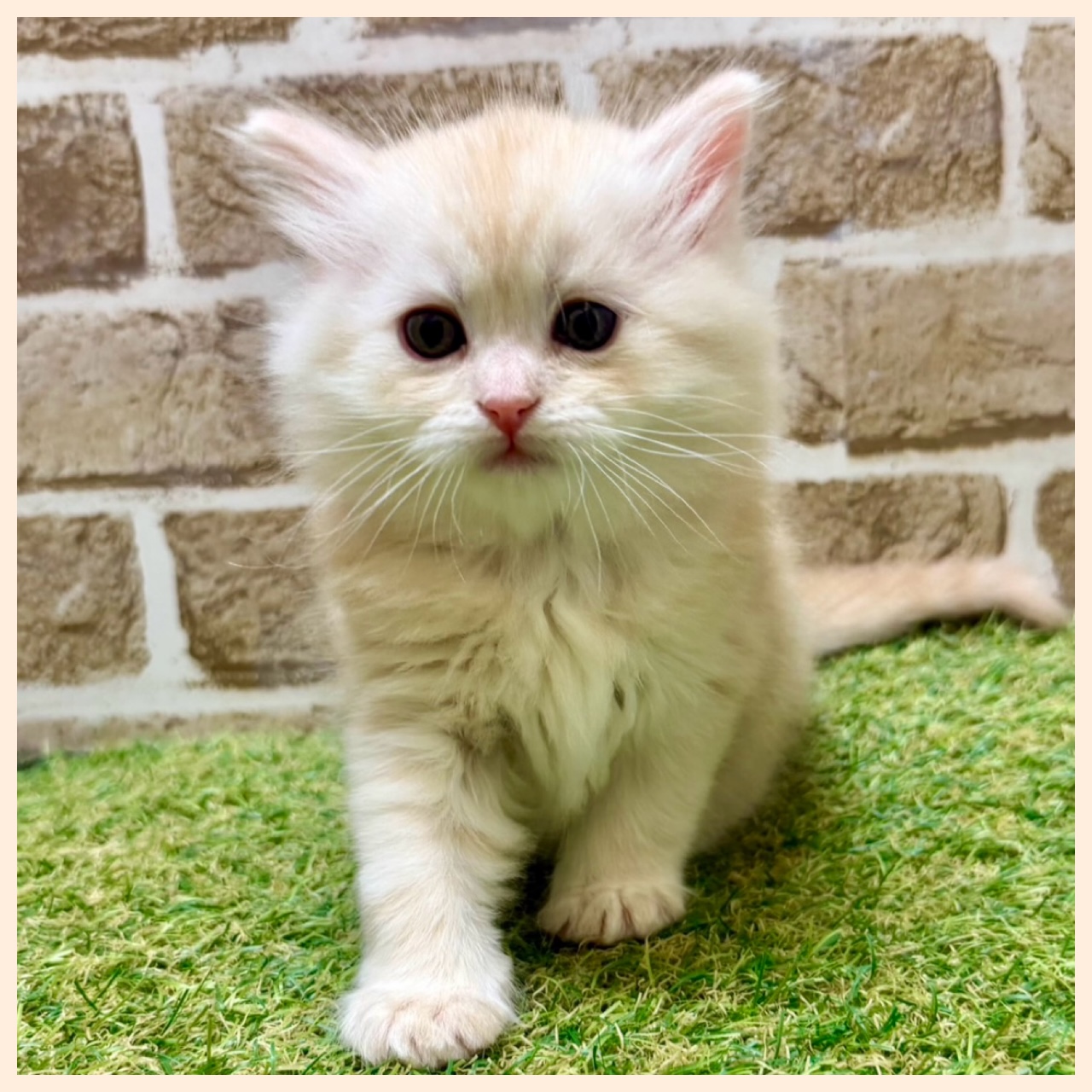 大阪府のラガマフィン (with 高槻店/2025年11月25日生まれ/男の子/クリームタビー)の子猫の4枚目の画像