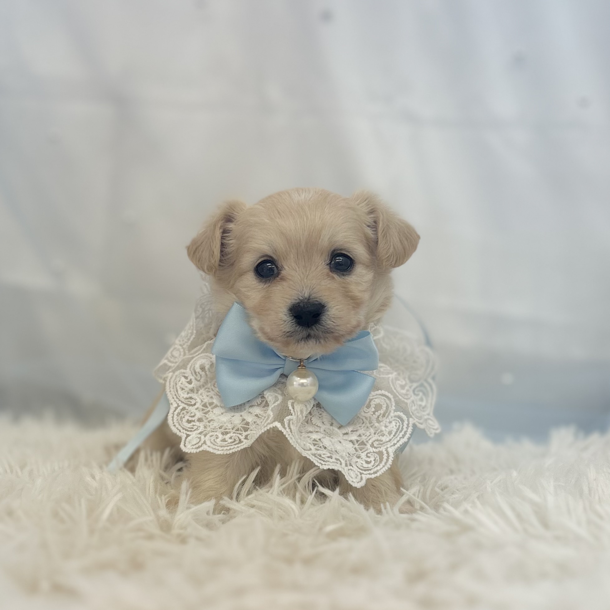 愛知県のハーフ犬・ミックス犬 (ファミリーペット豊明店/2025年12月17日生まれ/男の子/クリーム)の子猫の2枚目の画像