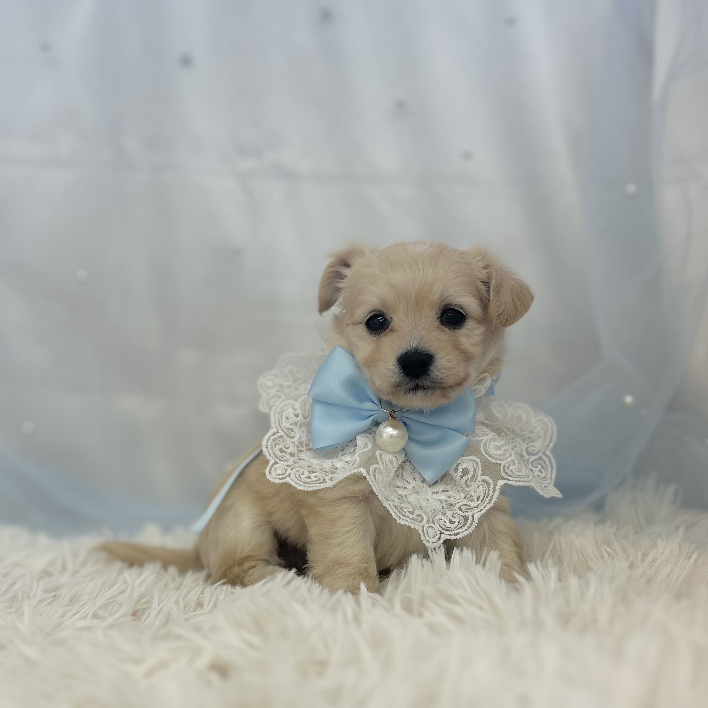 愛知県のハーフ犬・ミックス犬 (ファミリーペット豊明店/2025年12月17日生まれ/男の子/クリーム)の子猫の3枚目の画像