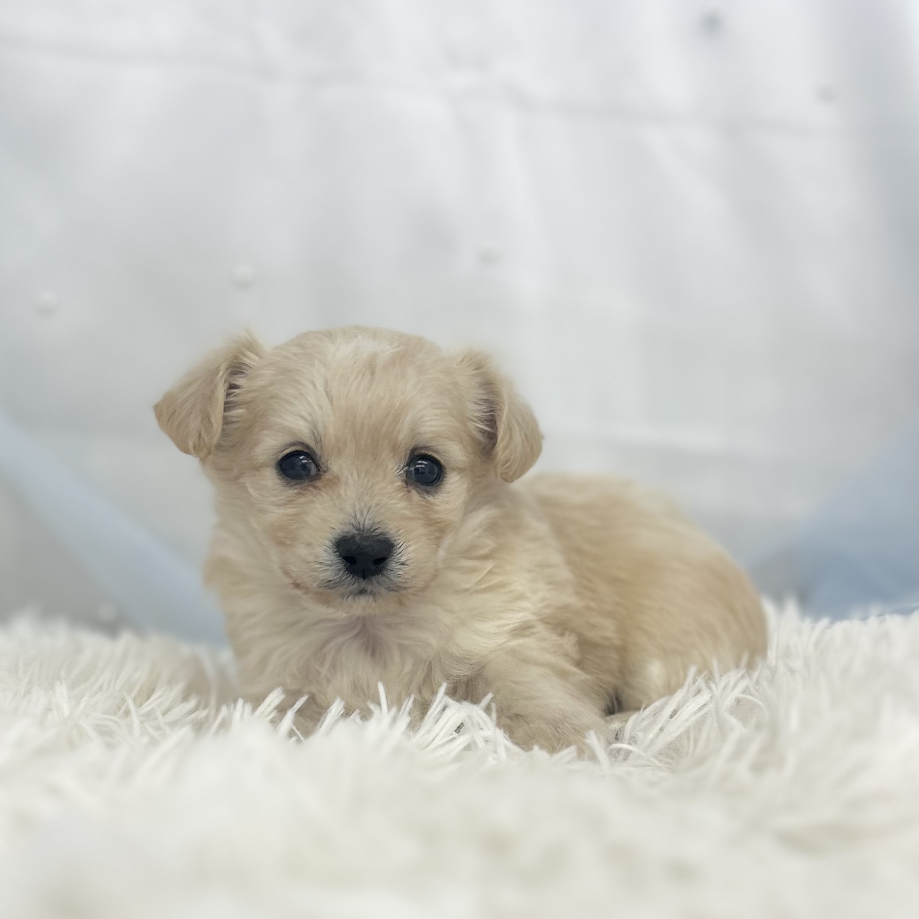 愛知県のハーフ犬・ミックス犬 (ファミリーペット豊明店/2025年12月17日生まれ/男の子/クリーム)の子猫の4枚目の画像