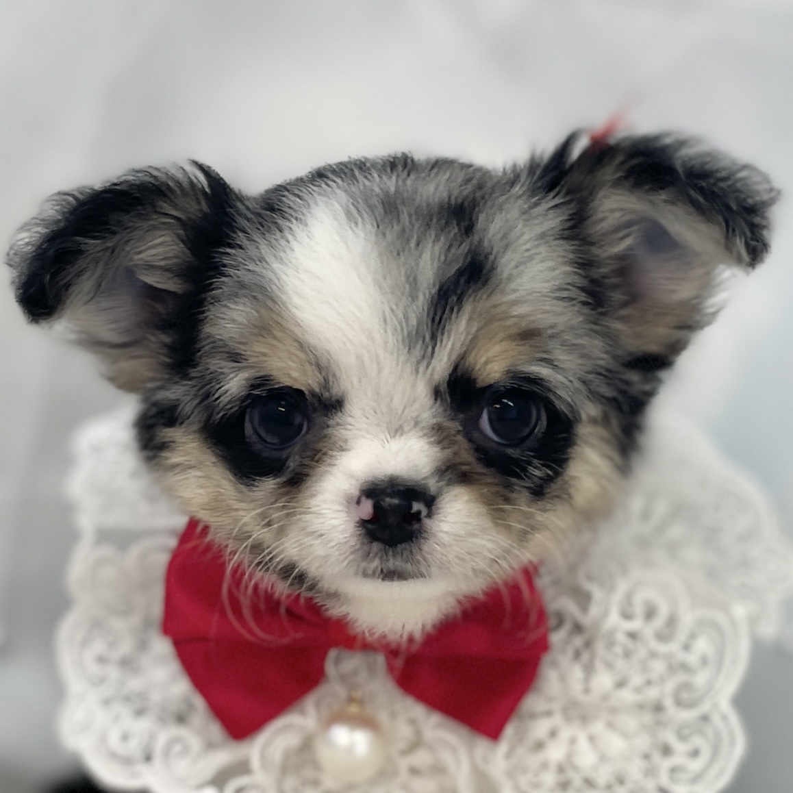 愛知県のチワワ(ロング) (ファミリーペット豊明店/2025年11月23日生まれ/女の子/ブルーマールホワイト)の子猫の1枚目の画像