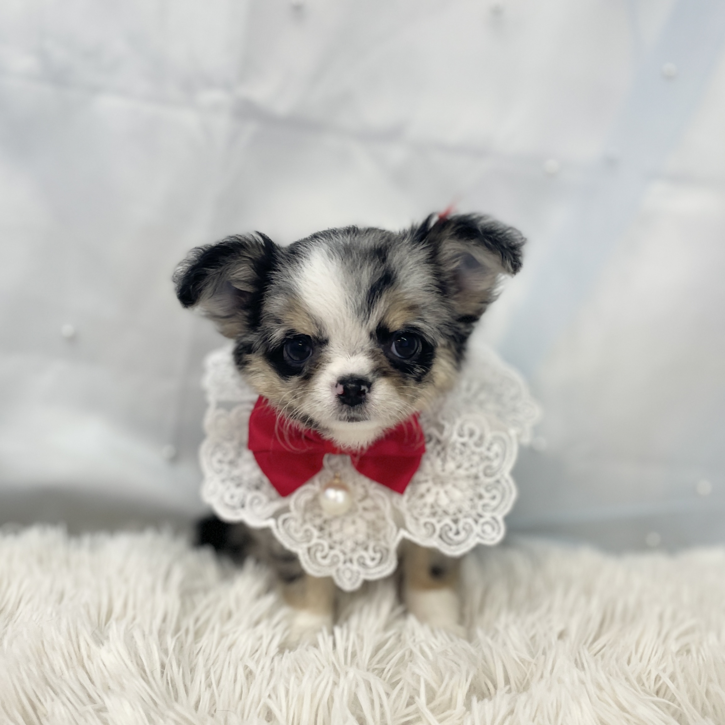 愛知県のチワワ(ロング) (ファミリーペット豊明店/2025年11月23日生まれ/女の子/ブルーマールホワイト)の子猫の2枚目の画像