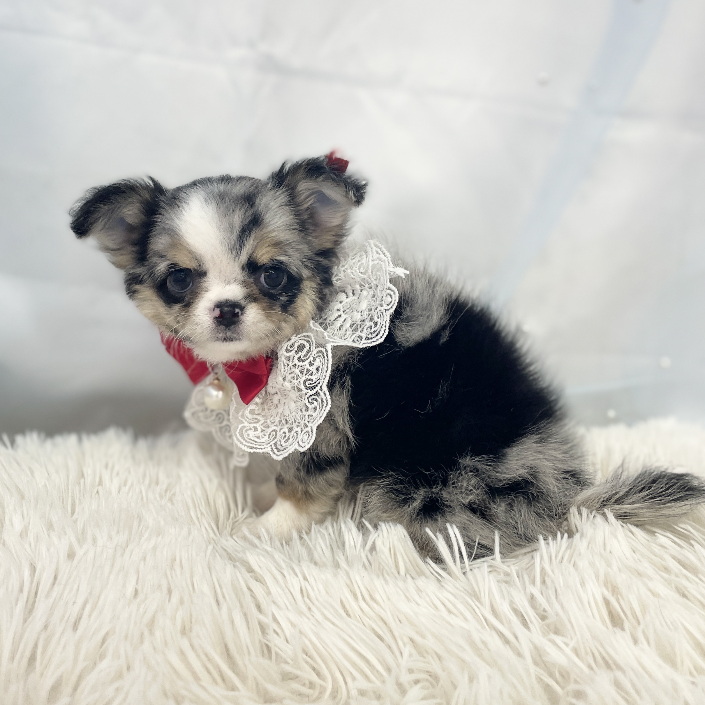 愛知県のチワワ(ロング) (ファミリーペット豊明店/2025年11月23日生まれ/女の子/ブルーマールホワイト)の子猫の3枚目の画像