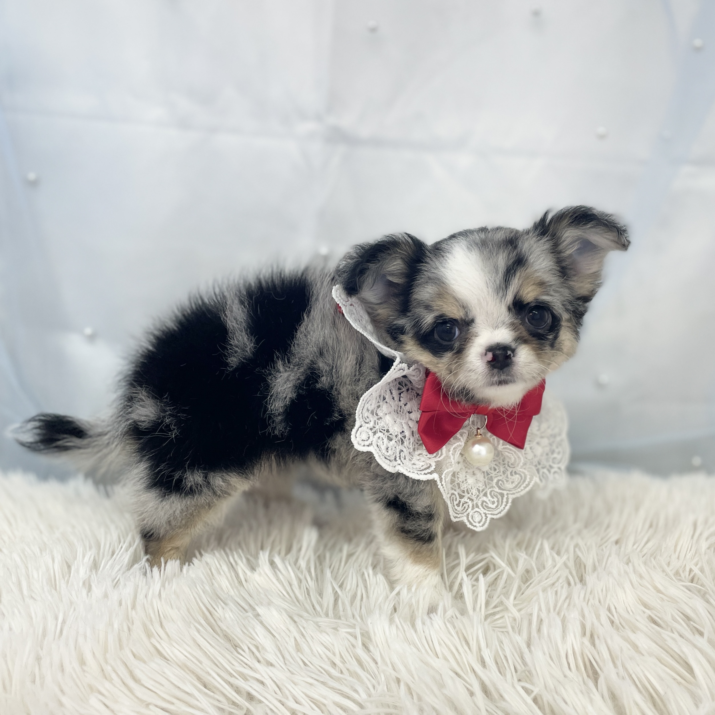 愛知県のチワワ(ロング) (ファミリーペット豊明店/2025年11月23日生まれ/女の子/ブルーマールホワイト)の子猫の4枚目の画像