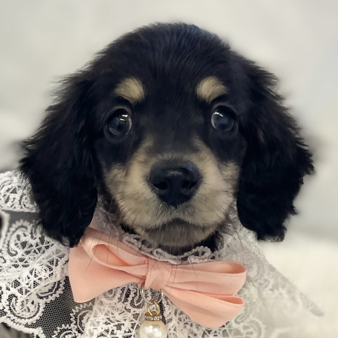 愛知県のミニチュアダックスフンド(ロング) (ファミリーペット豊明店/2025年11月9日生まれ/女の子/ブラックイエロー)の子猫の1枚目の画像