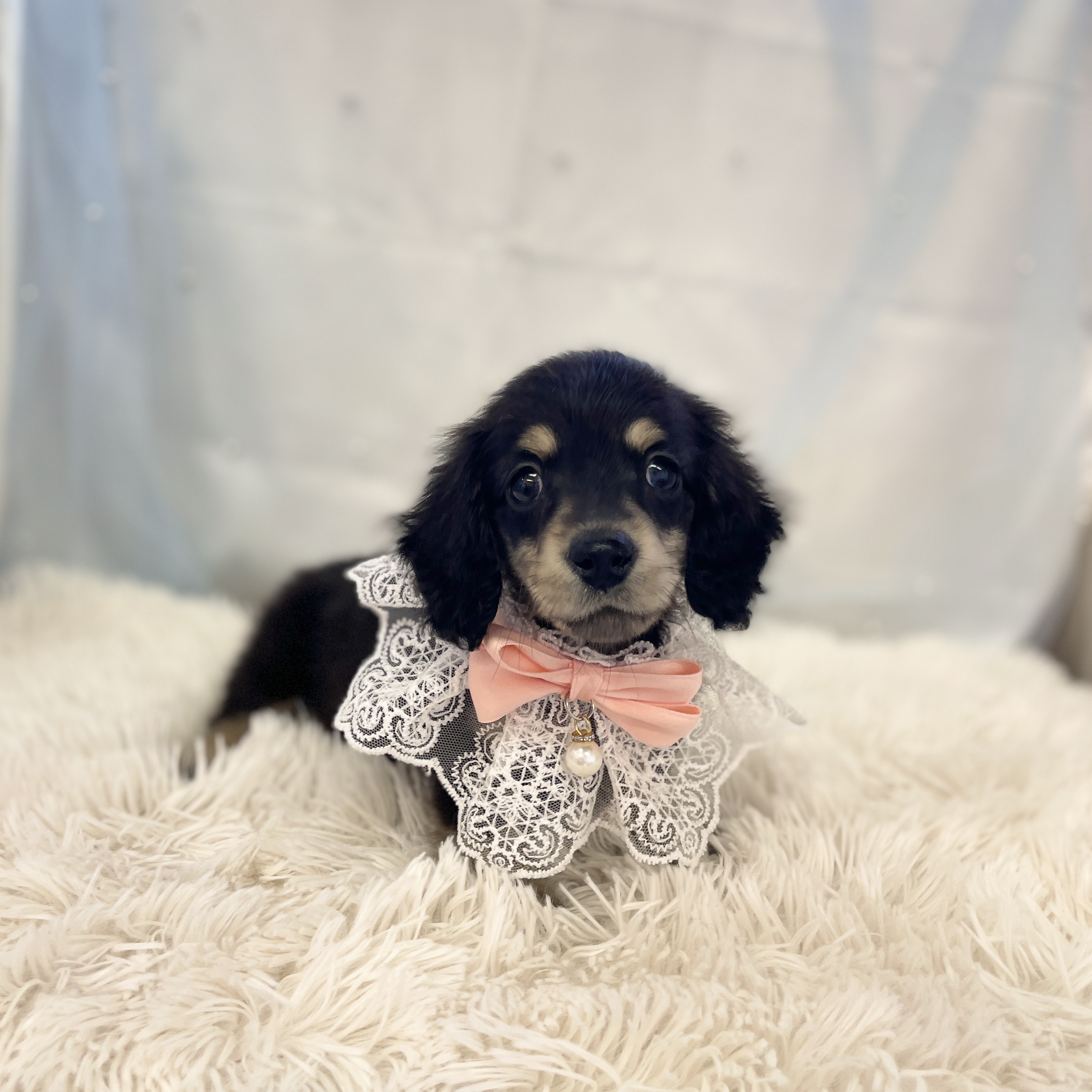 愛知県のミニチュアダックスフンド(ロング) (ファミリーペット豊明店/2025年11月9日生まれ/女の子/ブラックイエロー)の子猫の2枚目の画像