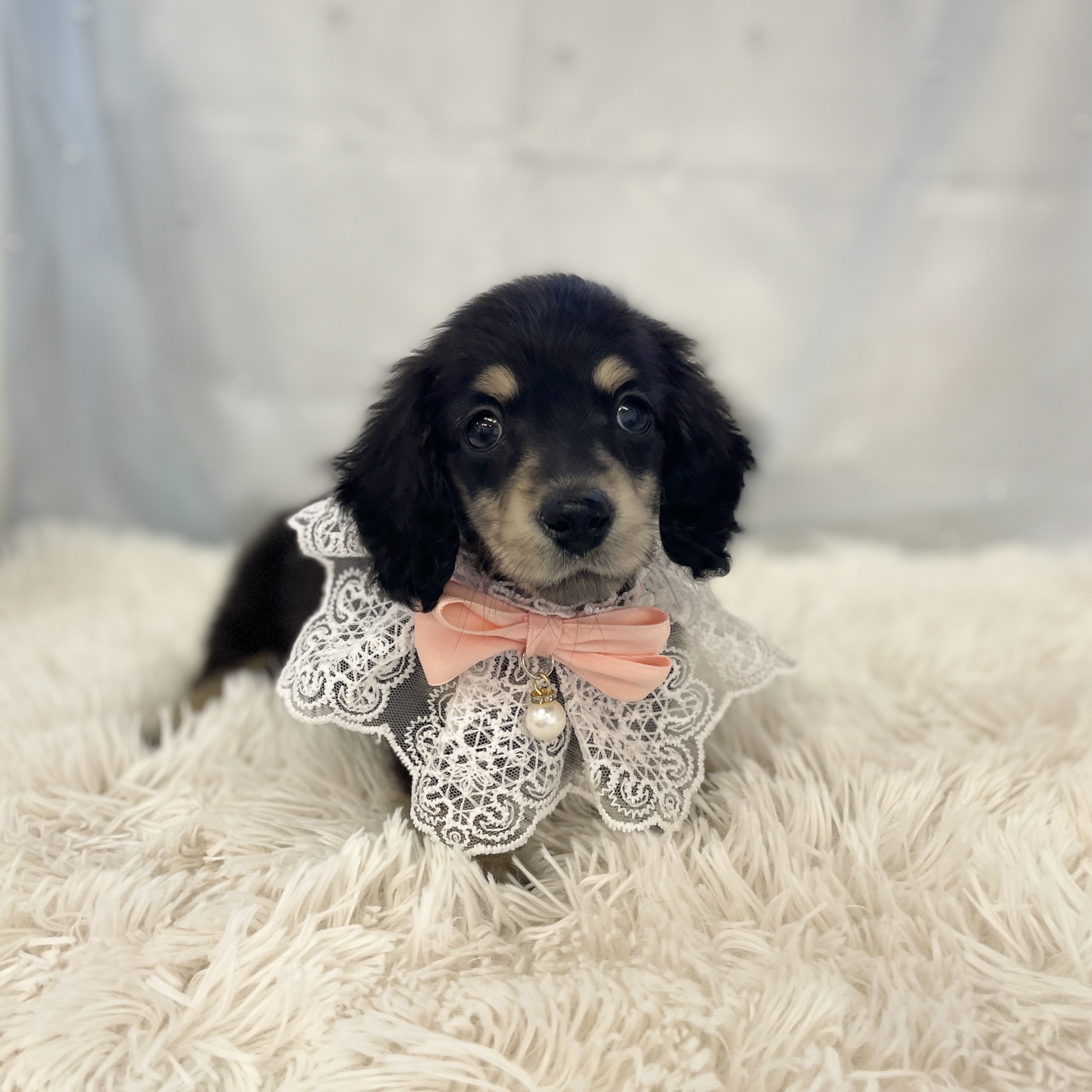 愛知県のミニチュアダックスフンド(ロング) (ファミリーペット豊明店/2025年11月9日生まれ/女の子/ブラックイエロー)の子猫の3枚目の画像