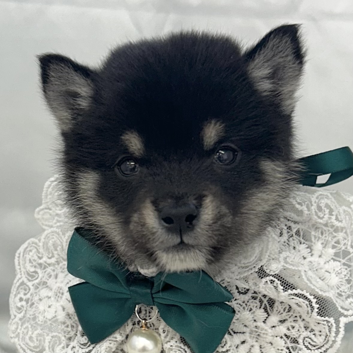 愛知県の豆柴 (ファミリーペット豊明店/2025年11月22日生まれ/男の子/黒)の子猫の1枚目の画像