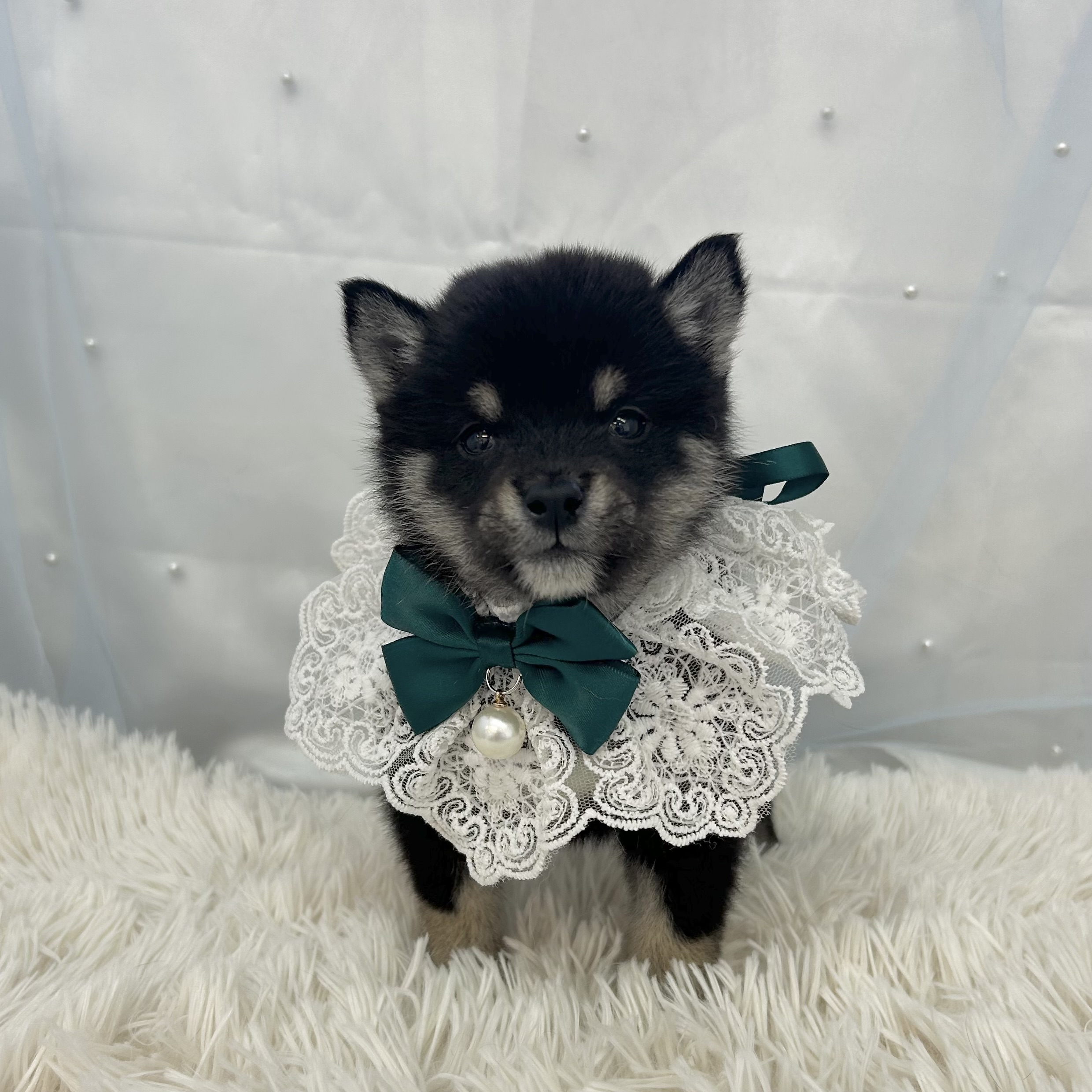 愛知県の豆柴 (ファミリーペット豊明店/2025年11月22日生まれ/男の子/黒)の子猫の2枚目の画像