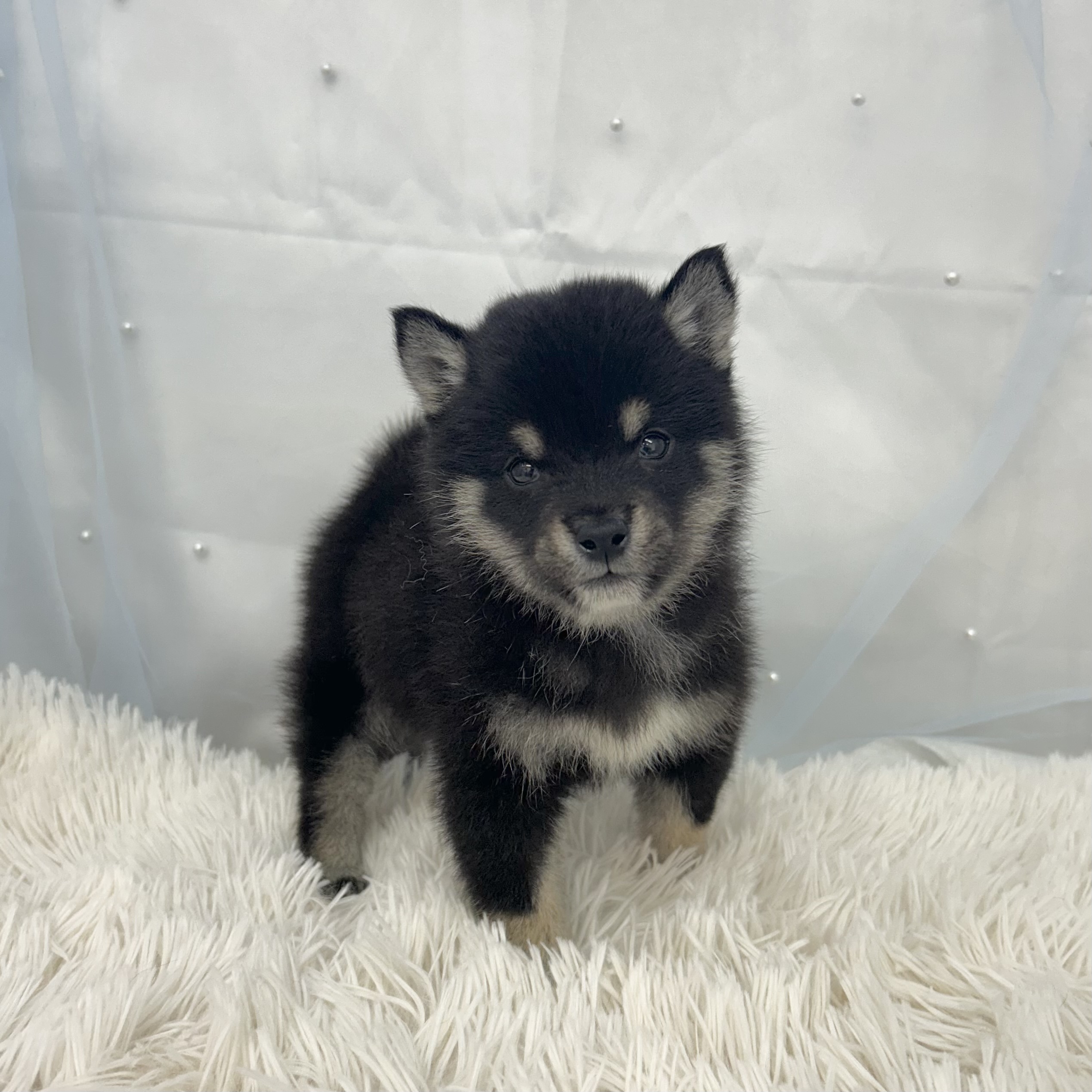 愛知県の豆柴 (ファミリーペット豊明店/2025年11月22日生まれ/男の子/黒)の子猫の3枚目の画像