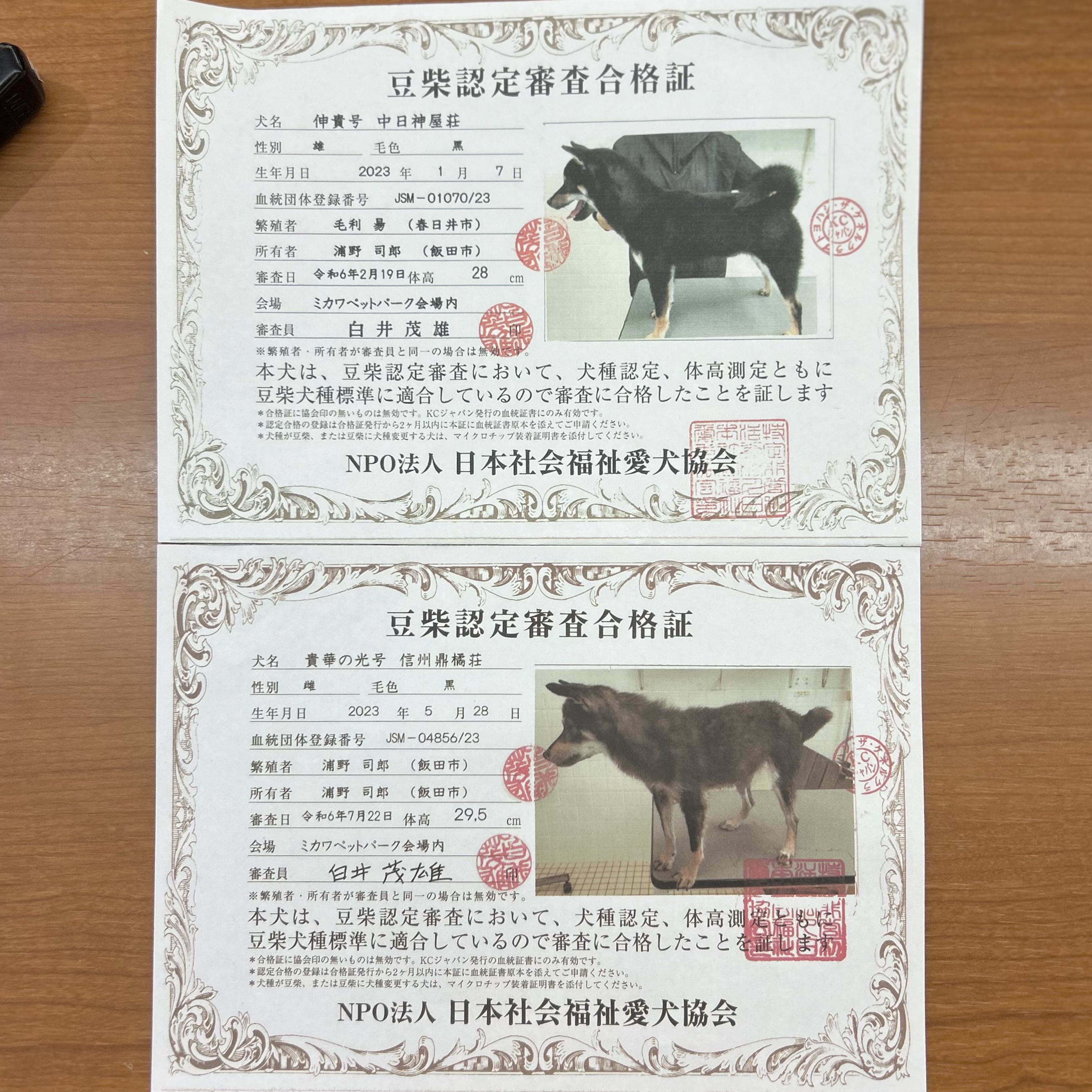 愛知県の豆柴 (ファミリーペット豊明店/2025年11月22日生まれ/男の子/黒)の子猫の4枚目の画像