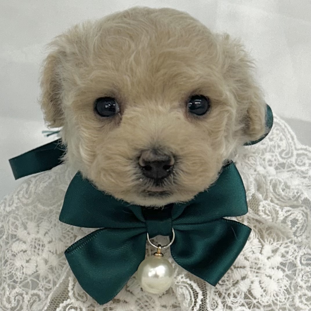 愛知県のトイプードル(トイ) (ファミリーペット豊明店/2025年12月19日生まれ/男の子/クリーム)の子猫の1枚目の画像