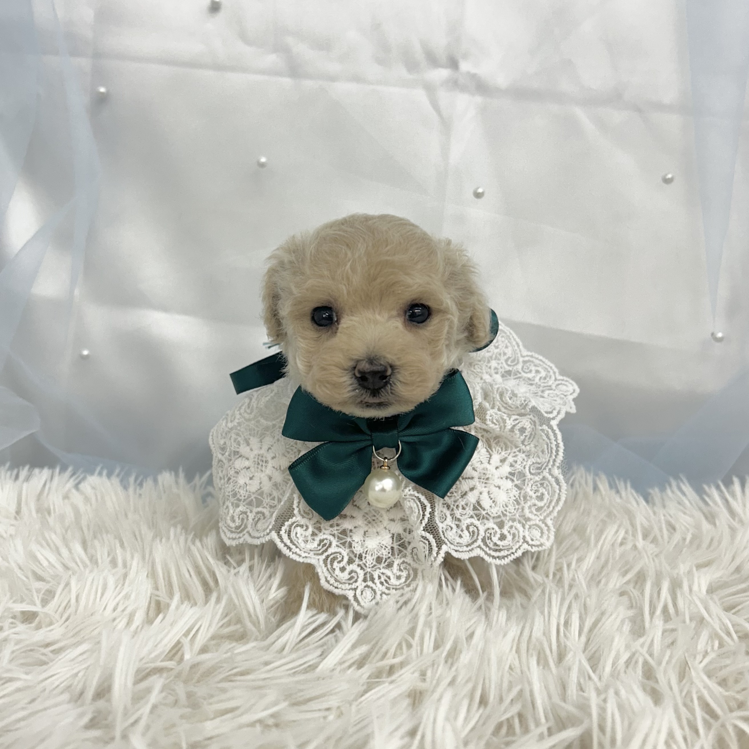 愛知県のトイプードル(トイ) (ファミリーペット豊明店/2025年12月19日生まれ/男の子/クリーム)の子猫の2枚目の画像