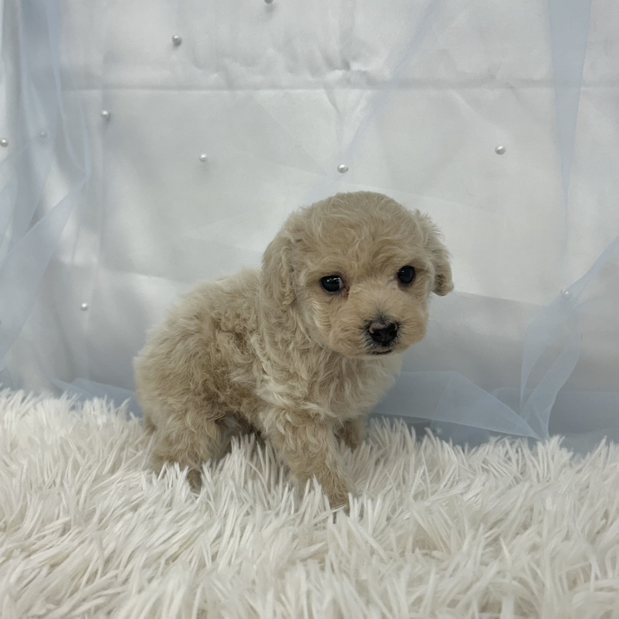 愛知県のトイプードル(トイ) (ファミリーペット豊明店/2025年12月19日生まれ/男の子/クリーム)の子猫の4枚目の画像
