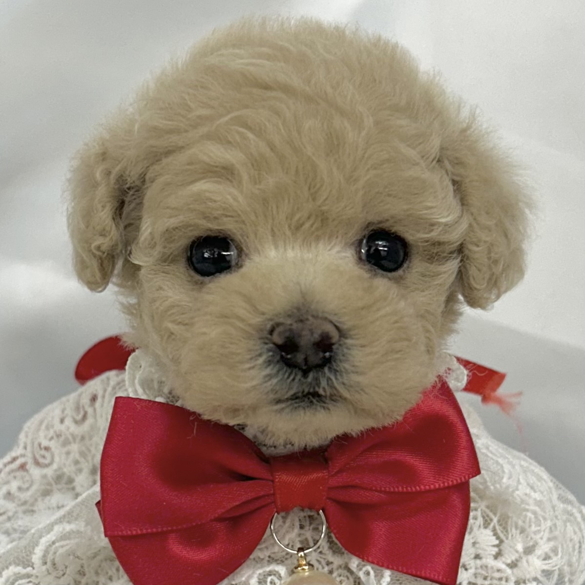 愛知県のトイプードル(トイ) (ファミリーペット豊明店/2025年12月19日生まれ/女の子/クリーム)の子猫の1枚目の画像