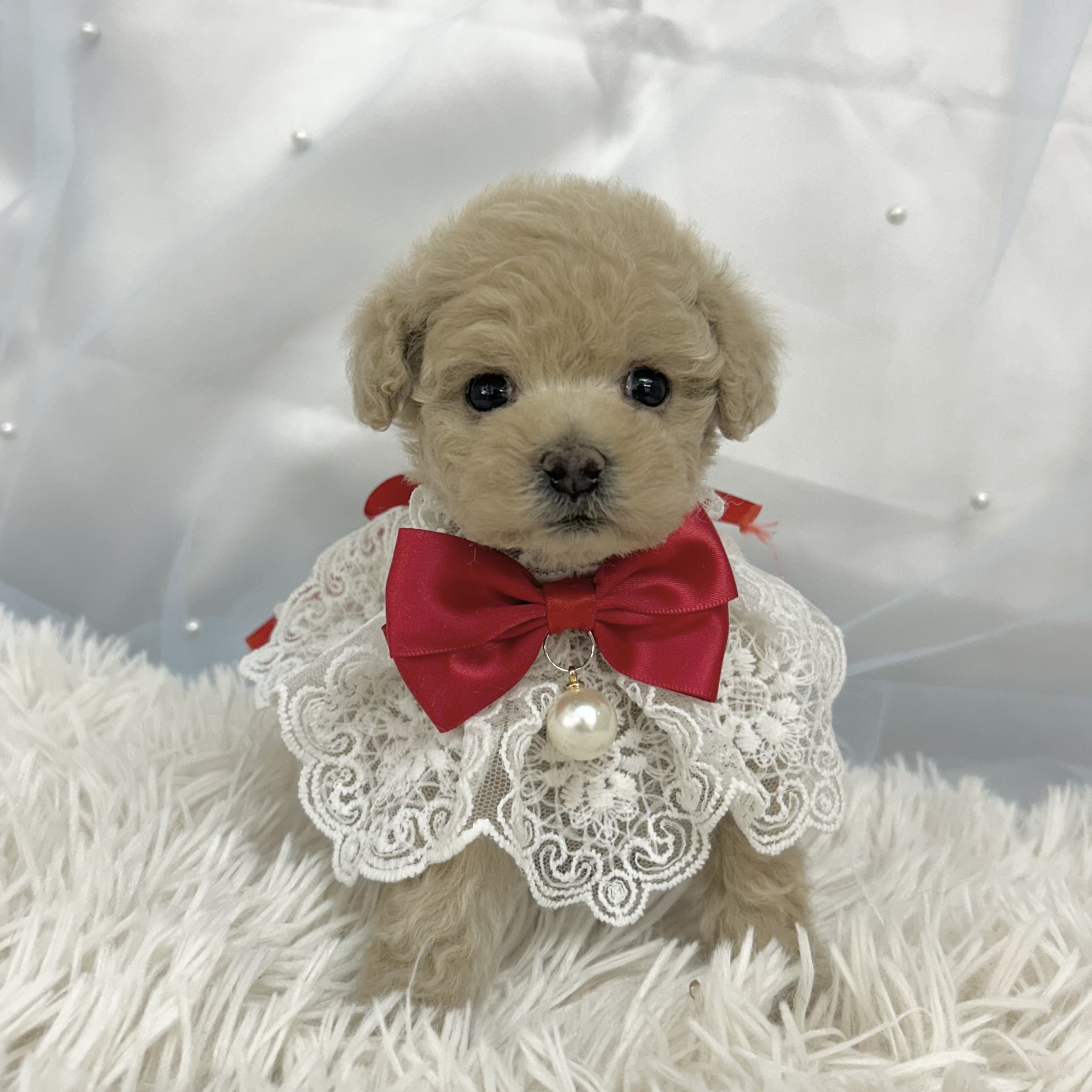 愛知県のトイプードル(トイ) (ファミリーペット豊明店/2025年12月19日生まれ/女の子/クリーム)の子猫の2枚目の画像