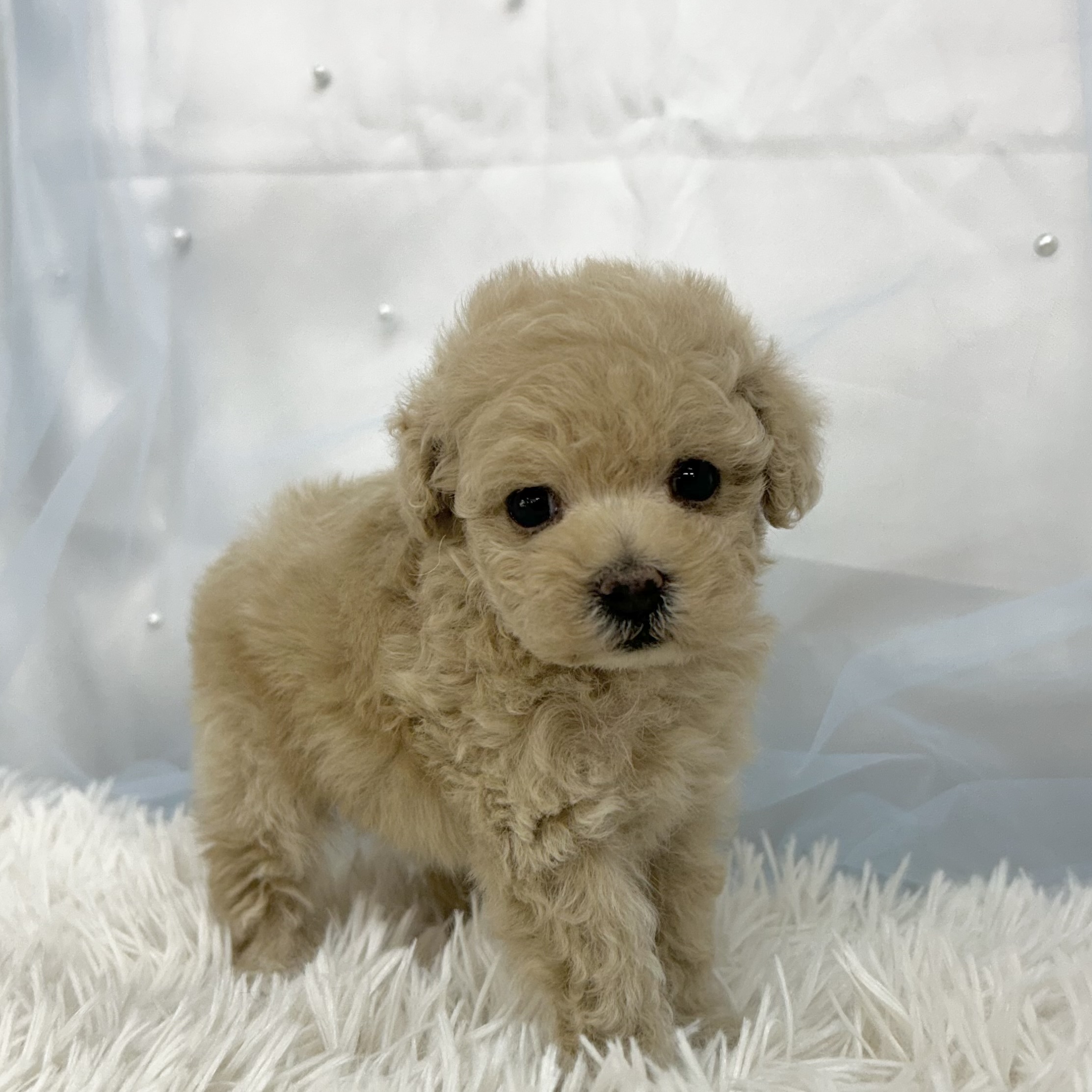 愛知県のトイプードル(トイ) (ファミリーペット豊明店/2025年12月19日生まれ/女の子/クリーム)の子猫の3枚目の画像