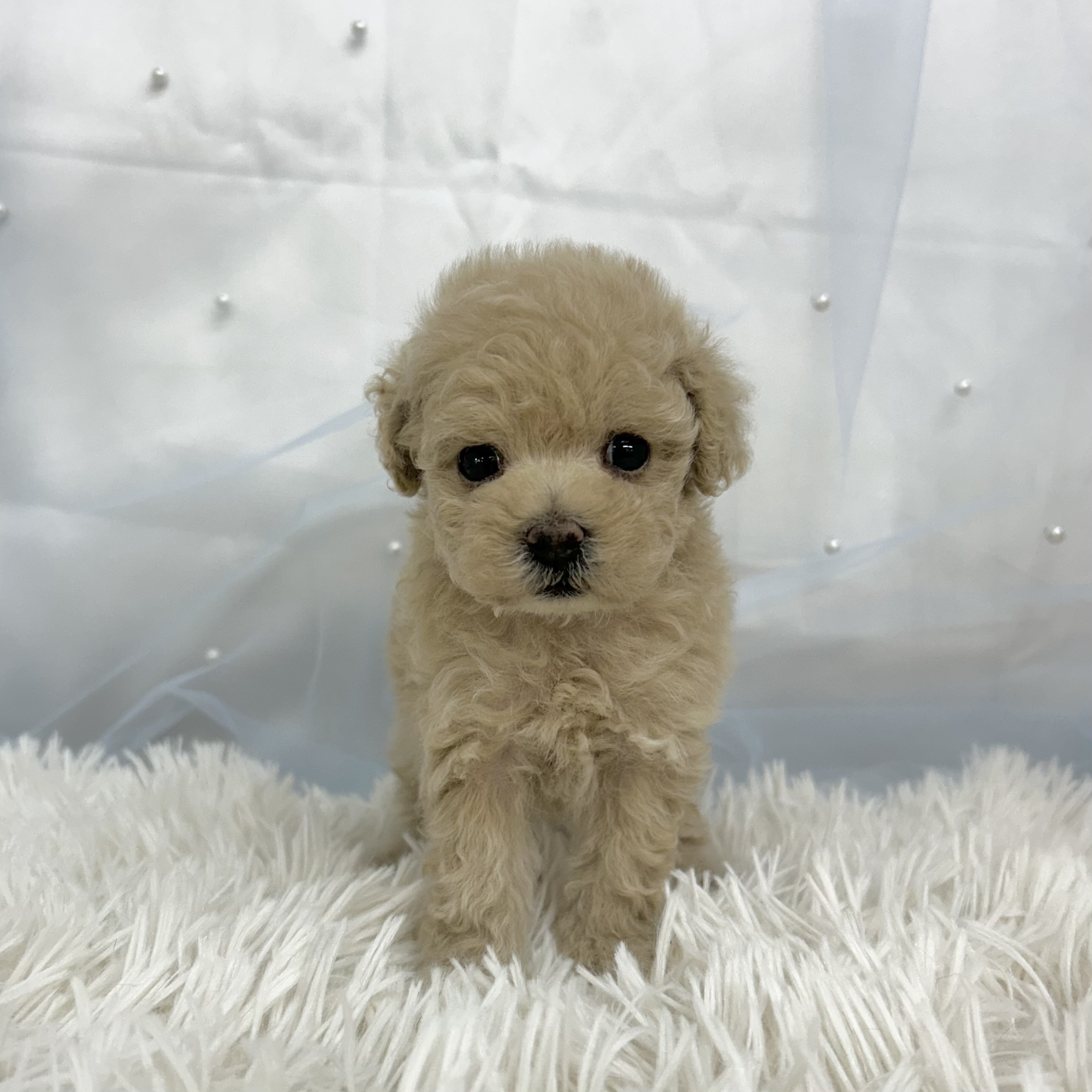 愛知県のトイプードル(トイ) (ファミリーペット豊明店/2025年12月19日生まれ/女の子/クリーム)の子猫の4枚目の画像