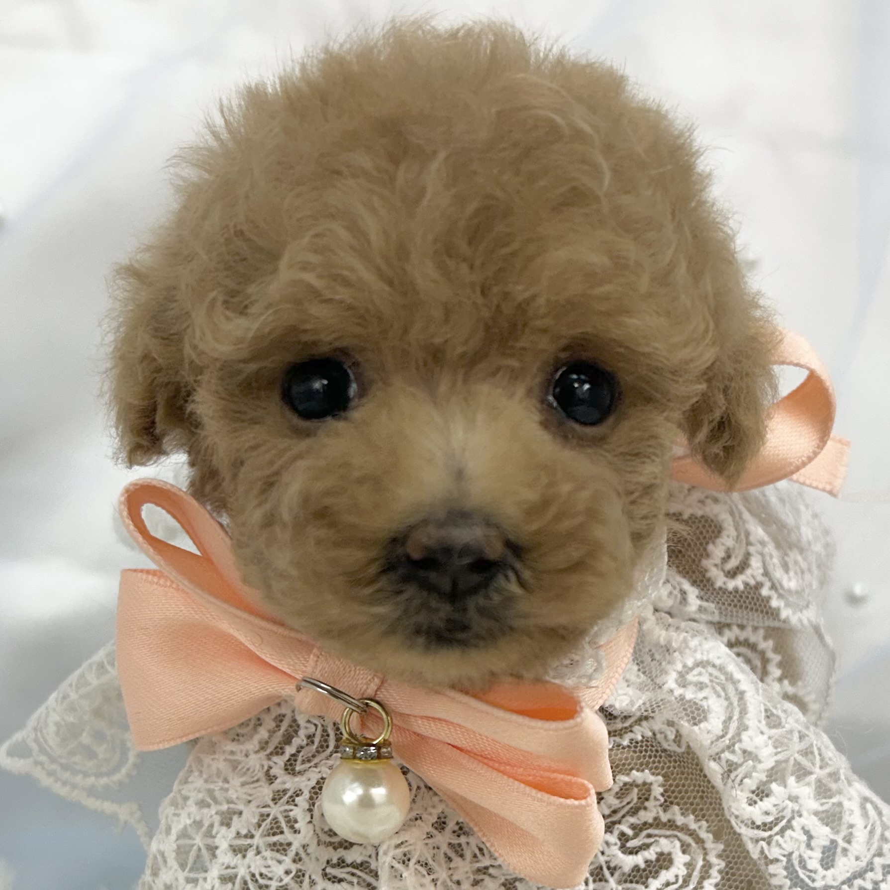 愛知県のトイプードル(トイ) (ファミリーペット豊明店/2025年12月19日生まれ/女の子/レッドフォーン)の子猫の1枚目の画像