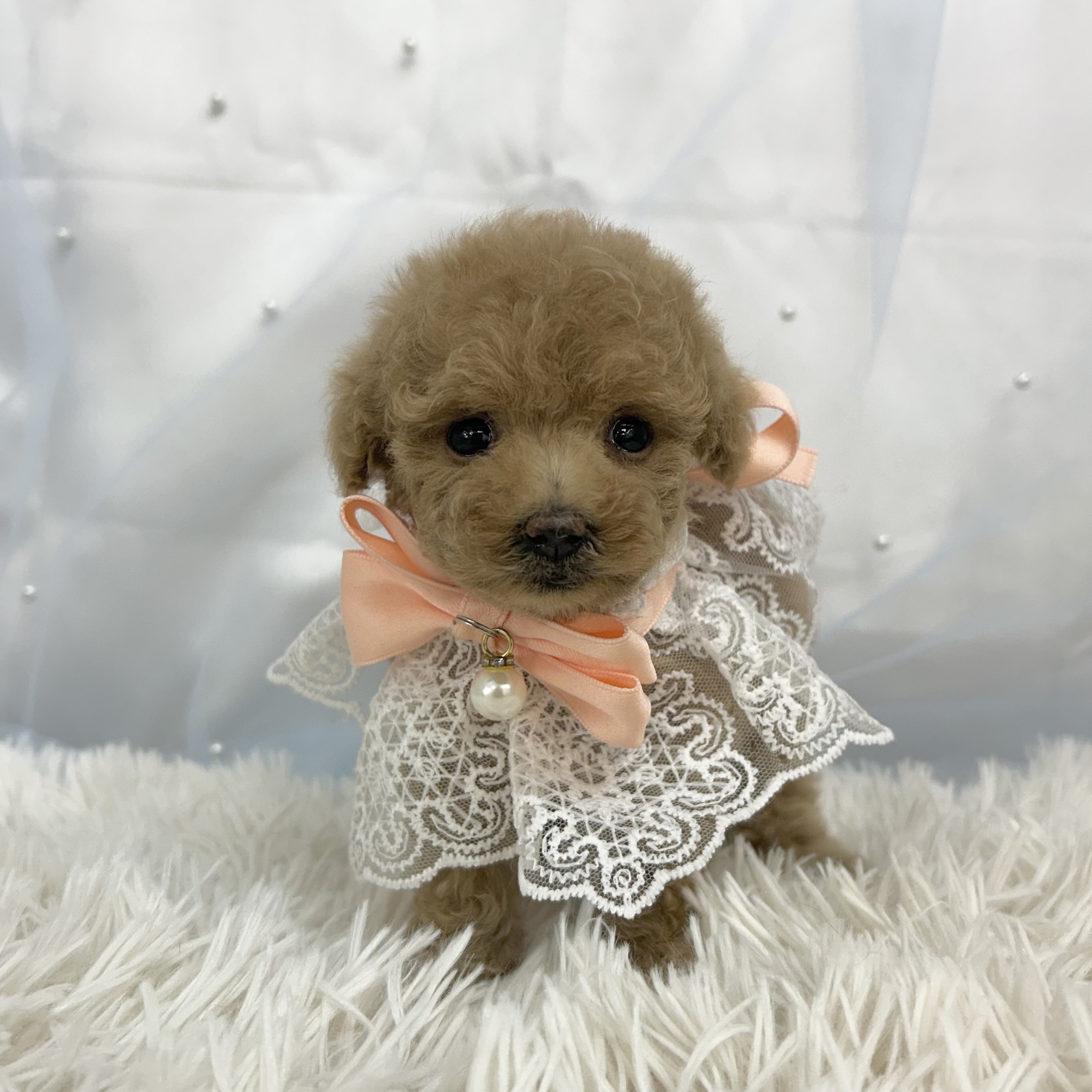 愛知県のトイプードル(トイ) (ファミリーペット豊明店/2025年12月19日生まれ/女の子/レッドフォーン)の子猫の2枚目の画像