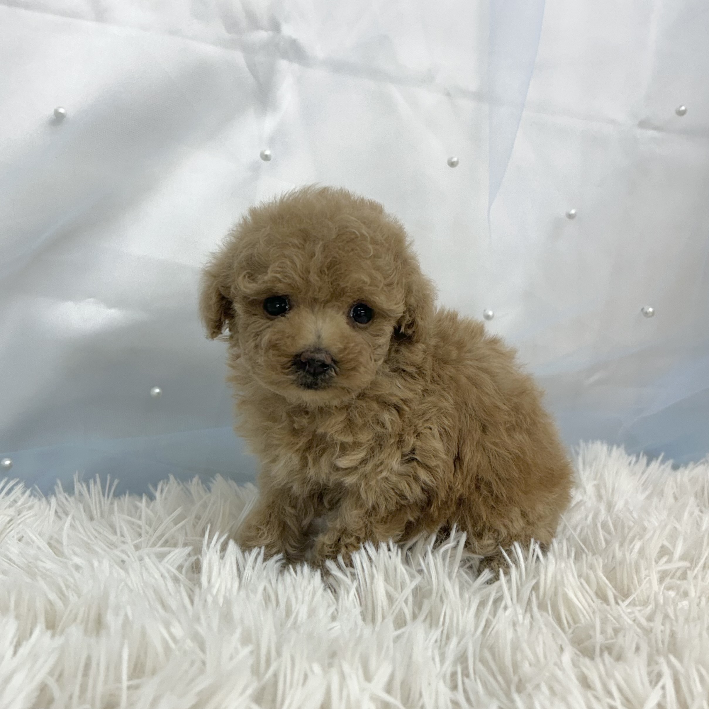 愛知県のトイプードル(トイ) (ファミリーペット豊明店/2025年12月19日生まれ/女の子/レッドフォーン)の子猫の3枚目の画像