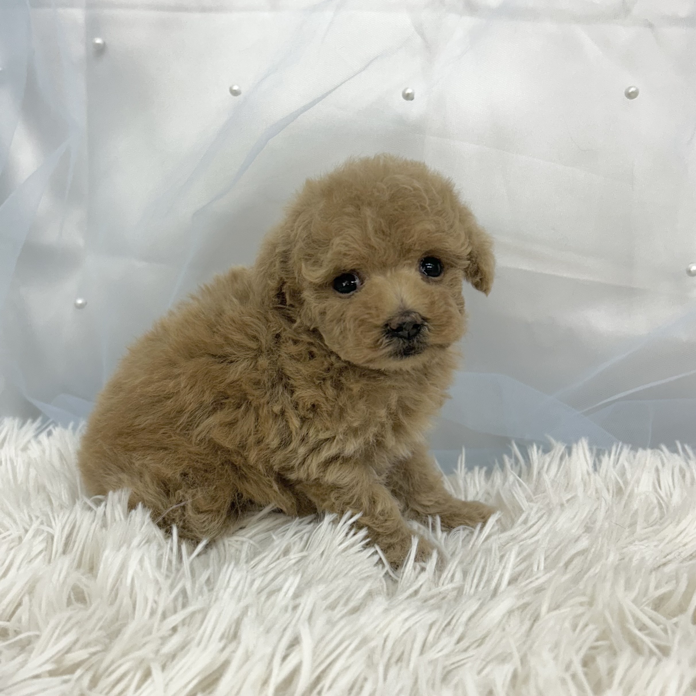 愛知県のトイプードル(トイ) (ファミリーペット豊明店/2025年12月19日生まれ/女の子/レッドフォーン)の子猫の4枚目の画像