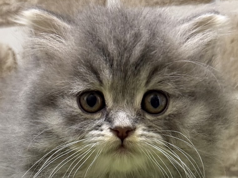 2025年11月25日生まれのミヌエット