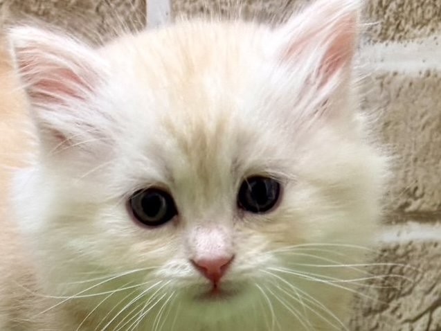 2025年11月25日生まれのラガマフィン