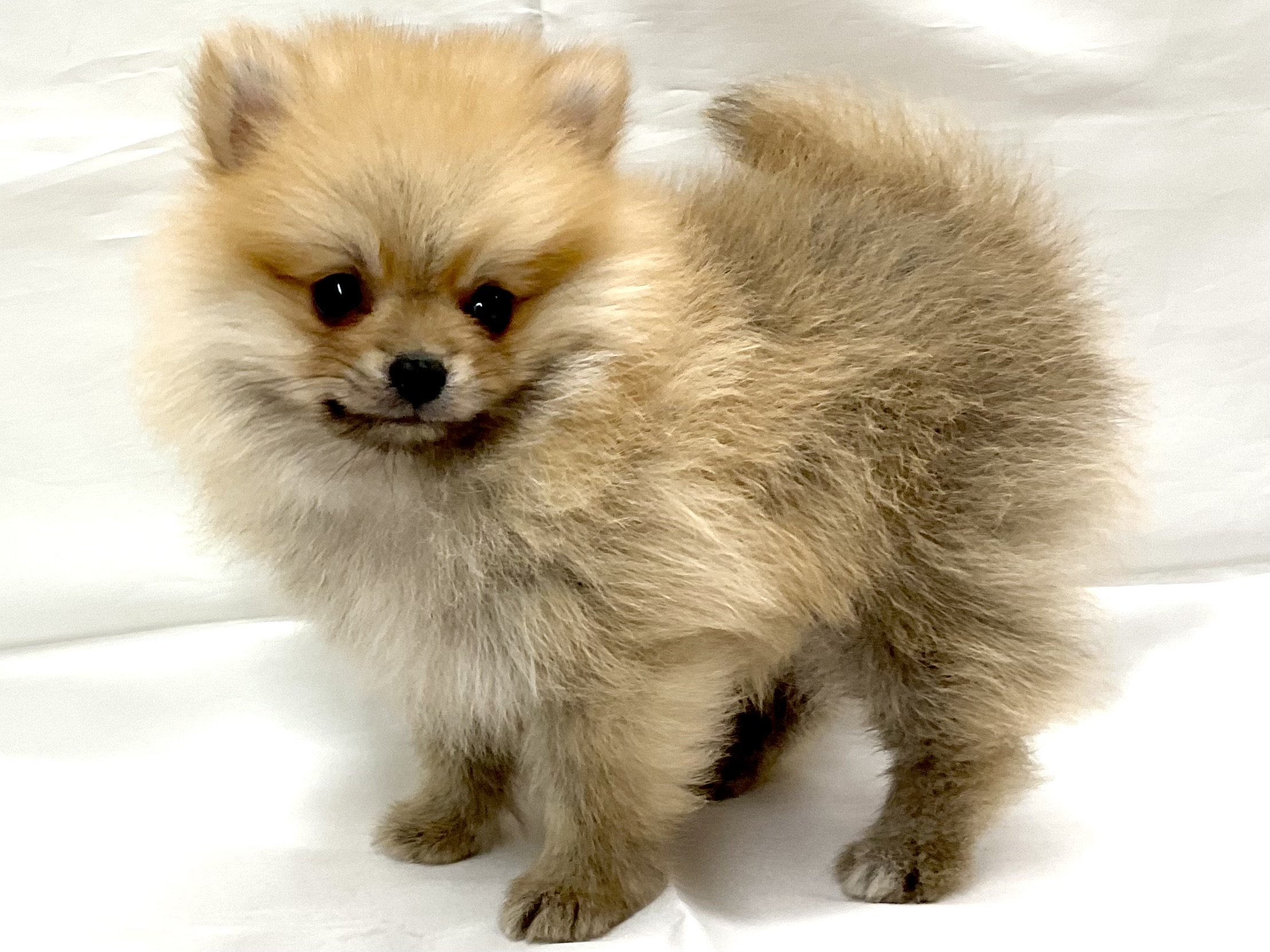 三重県のポメラニアン (アミーゴ四日市日永店/2025年11月25日生まれ/男の子/オレンジ)の子猫の3枚目の画像