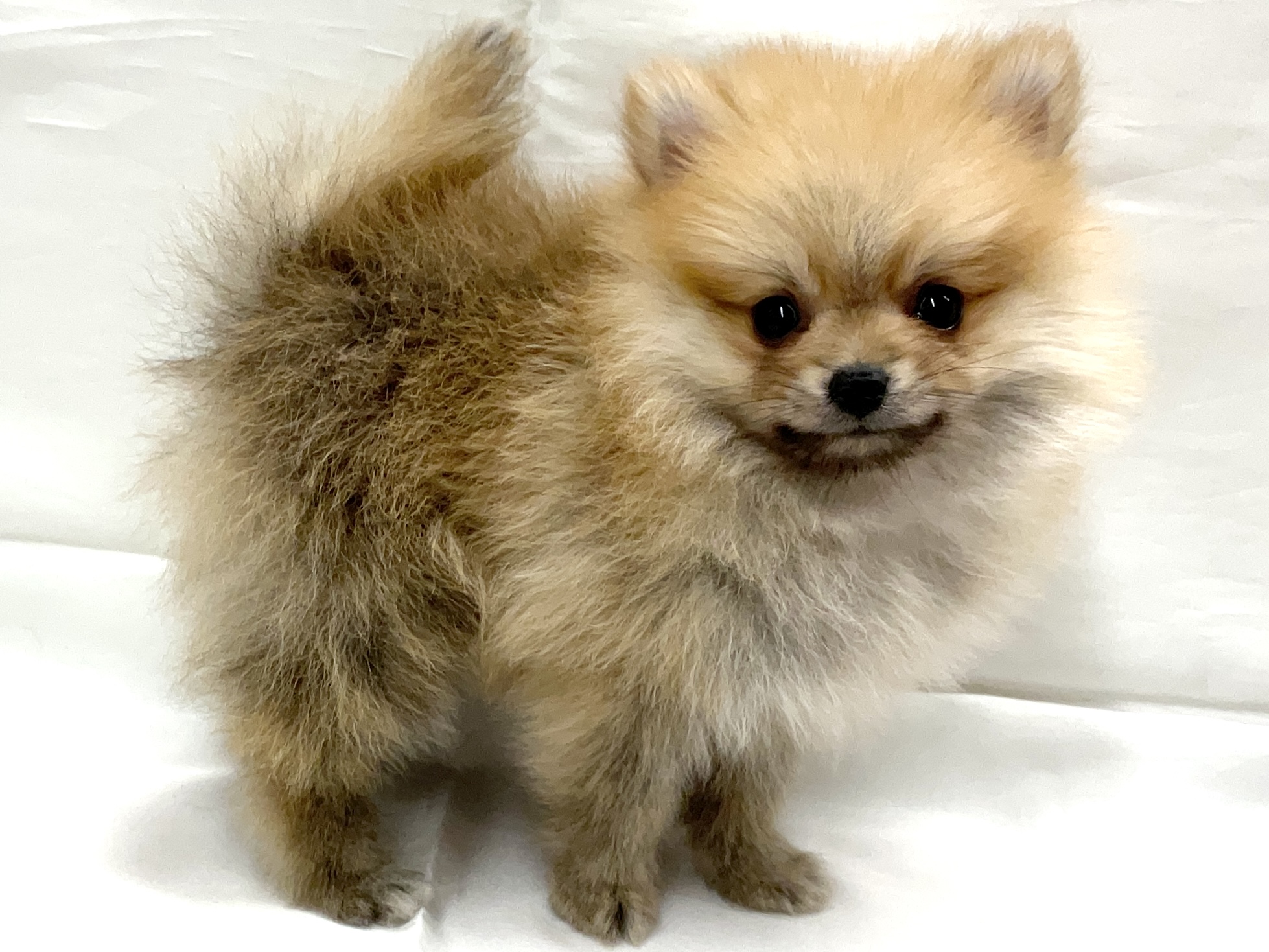 三重県のポメラニアン (アミーゴ四日市日永店/2025年11月25日生まれ/男の子/オレンジ)の子猫の4枚目の画像