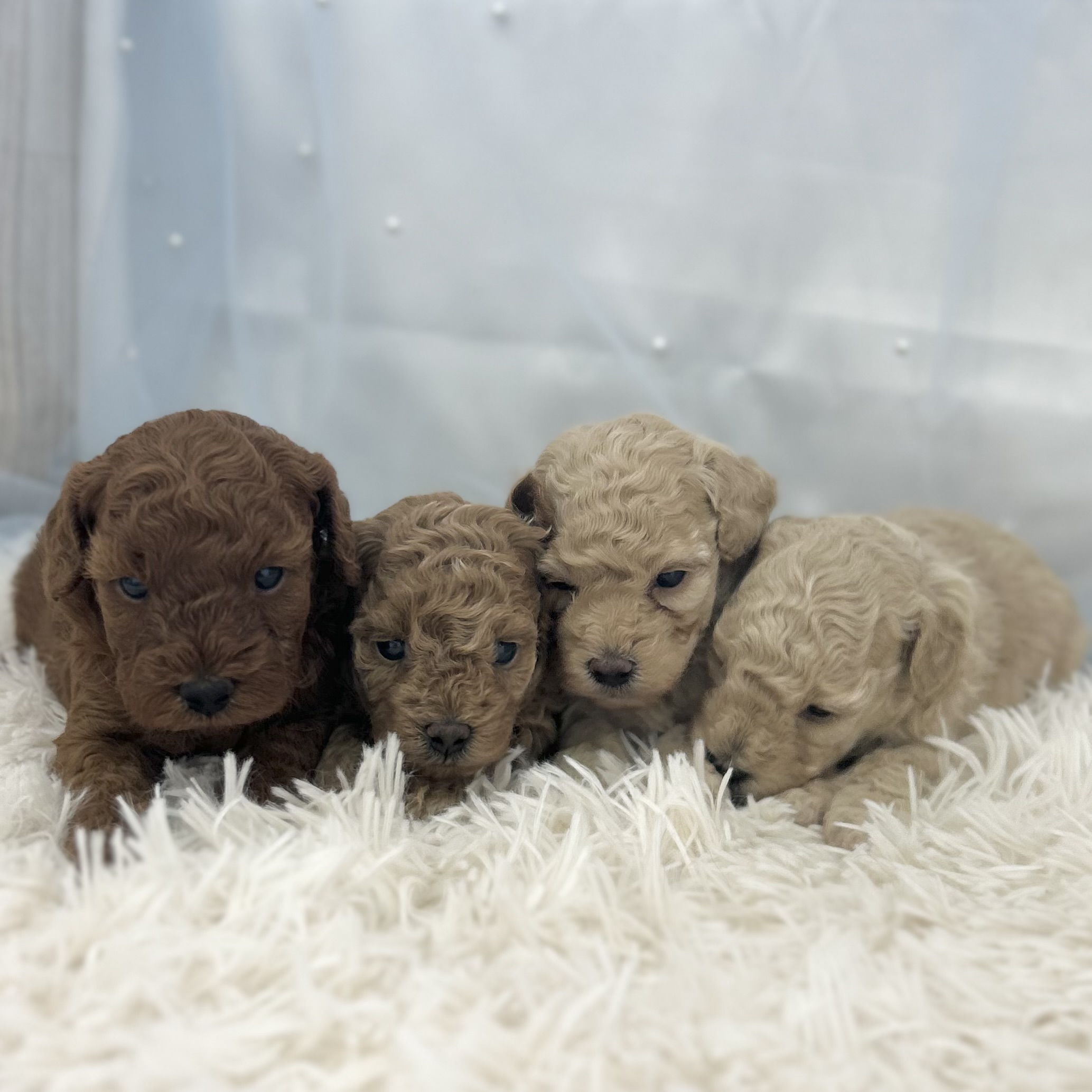 2026年1月7日生まれのトイプードル(トイ)